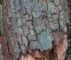 Attēlu rezultāti vaicājumam “Trapeliopsis flexuosa”