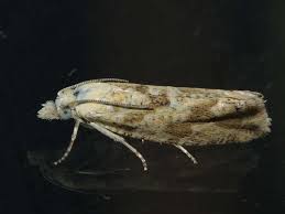 Attēlu rezultāti vaicājumam “Thiodia citrana”