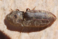 Attēlu rezultāti vaicājumam “Prosternon tessellatum”