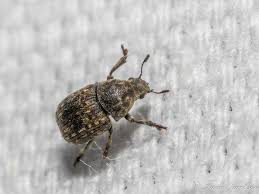 Attēlu rezultāti vaicājumam “Anthribus nebulosus”