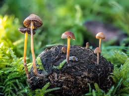 Attēlu rezultāti vaicājumam “Psilocybe sp.”