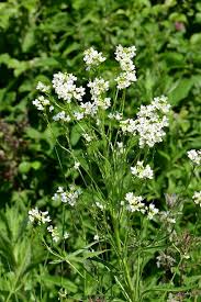 Attēlu rezultāti vaicājumam “Armoracia rusticana flower”