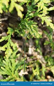 Attēlu rezultāti vaicājumam “Coenagrion pulchellum”