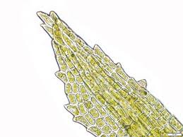 Attēlu rezultāti vaicājumam “Saelania glaucescens”