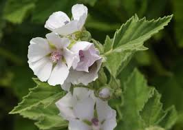 Image result for Althaea officinalis