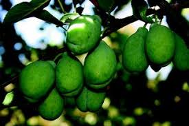 Attēlu rezultāti vaicājumam “Prunus domestica subsp. insitita fruit”