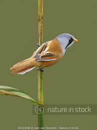 Attēlu rezultāti vaicājumam “Panurus biarmicus male”