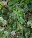 <b>Perilla frutescens</b> seedling