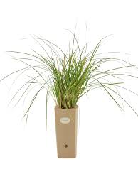 Attēlu rezultāti vaicājumam “Carex paniculata”