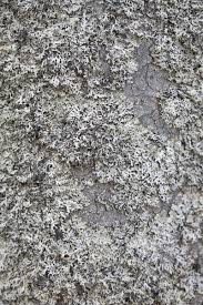 Attēlu rezultāti vaicājumam “Hypogymnia vittata”