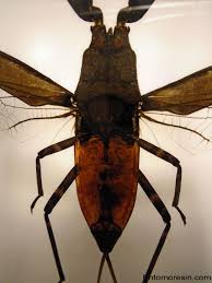 Attēlu rezultāti vaicājumam “Nepa cinerea”