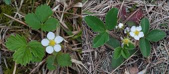 Attēlu rezultāti vaicājumam “Fragaria vesca flower”