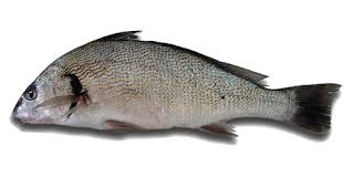 Image result for Umbrina cirrosa