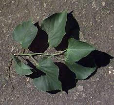 Attēlu rezultāti vaicājumam “Tilia cordata leaf”