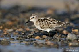 Attēlu rezultāti vaicājumam “Calidris minuta”