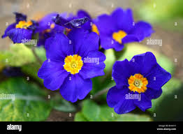 Attēlu rezultāti vaicājumam “Primula x polyantha flower”