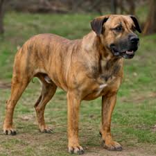 Image result for Bulldogs Power and strength