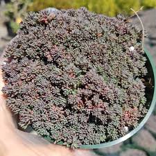 Attēlu rezultāti vaicājumam “Sedum hispanicum leaf”