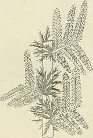 Attēlu rezultāti vaicājumam “Pteropsida”