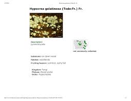 Attēlu rezultāti vaicājumam “Hypocrea gelatinosa”