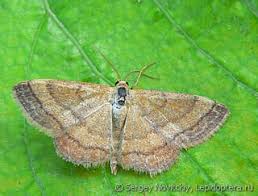 Attēlu rezultāti vaicājumam “Semioscopis avellanella imago”