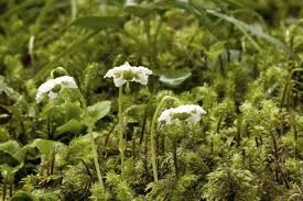 Attēlu rezultāti vaicājumam “Moneses uniflora bud”