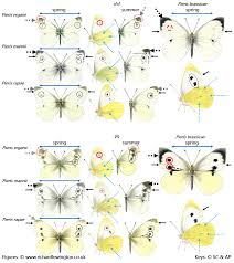 Attēlu rezultāti vaicājumam “Pieris rapae male”