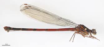 Attēlu rezultāti vaicājumam “Coenagrionidae”