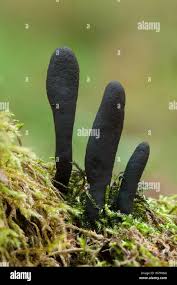 Attēlu rezultāti vaicājumam “Xylaria longipes”
