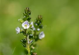 Attēlu rezultāti vaicājumam “Veronica serpyllifolia flower”