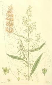 Attēlu rezultāti vaicājumam “Rumex aquaticus”