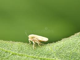 Attēlu rezultāti vaicājumam “Philaenus spumarius nymph”