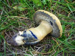 Attēlu rezultāti vaicājumam “Gyroporus cyanescens”