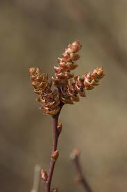 Attēlu rezultāti vaicājumam “Myrica gale bud”