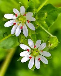 Attēlu rezultāti vaicājumam “Stellaria media flower”
