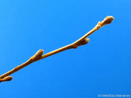 Attēlu rezultāti vaicājumam “Alnus incana bud”