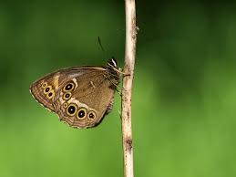 Attēlu rezultāti vaicājumam “Lopinga achine”
