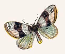 Attēlu rezultāti vaicājumam “Cosmorhoe ocellata”