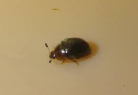 Attēlu rezultāti vaicājumam “Cychramus luteus”