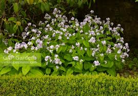 Attēlu rezultāti vaicājumam “Hesperis matronalis leaf”