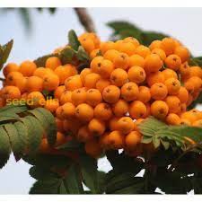 Attēlu rezultāti vaicājumam “Sorbus alnifolia fruit”