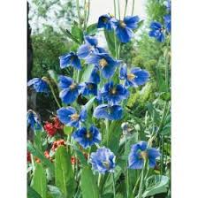 Image result for Scheinmohn blau