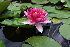 Attēlu rezultāti vaicājumam “Nymphaea candida leaf”