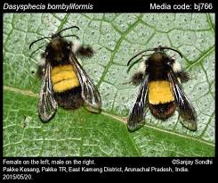 Attēlu rezultāti vaicājumam “Sesiidae”