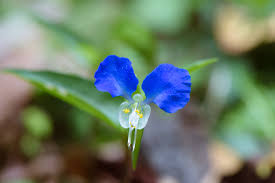 Attēlu rezultāti vaicājumam “Commelinaceae”