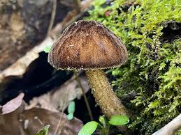 Attēlu rezultāti vaicājumam “Pluteus umbrosus”