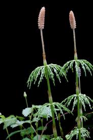 Attēlu rezultāti vaicājumam “Equisetum pratense”