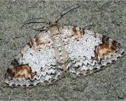 Attēlu rezultāti vaicājumam “Venusia blomeri”