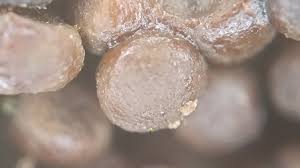 Attēlu rezultāti vaicājumam “Cribraria macrocarpa”