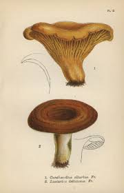 Attēlu rezultāti vaicājumam “Cantharellus cibarius”